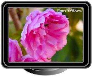 cherry blossoms dark pink