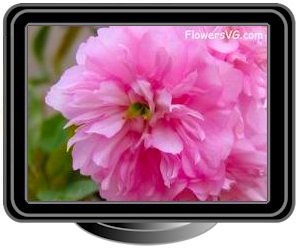 cherry blossoms light pink