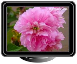 cherry blossom light pink