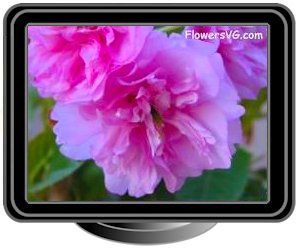 cherry blossoms pink