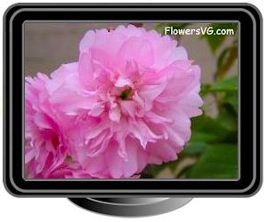 cherry blossoms pink