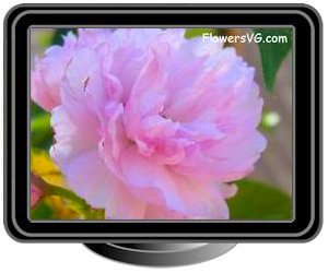 cherry blossoms white