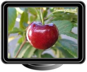 red cherry