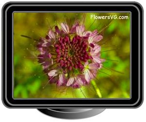 dark pink cleome spiderflower