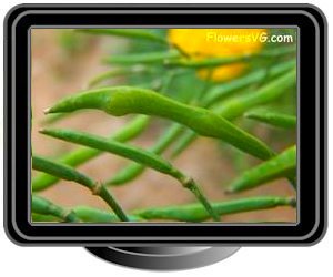 collards greens seed pod