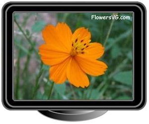 cosmos orange