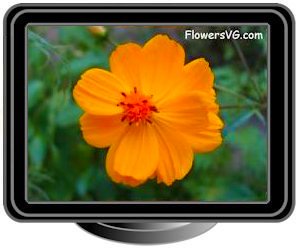 cosmos orange