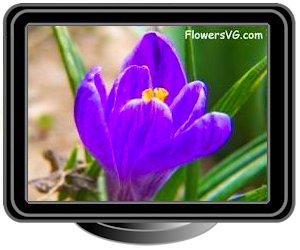 crocus purple