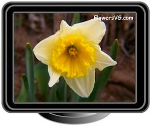 spring daffodil white yellow