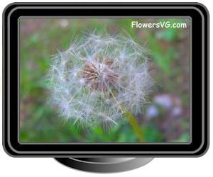 dandelion seeds