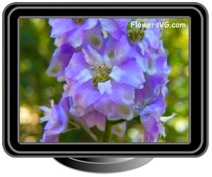 delphinium baby blue