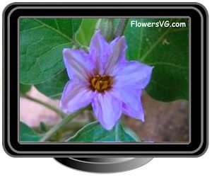 eggplant flowers