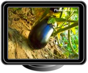 eggplant large