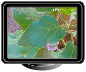 eggplant leaves