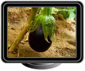 eggplant medium