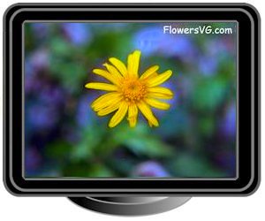 euryops