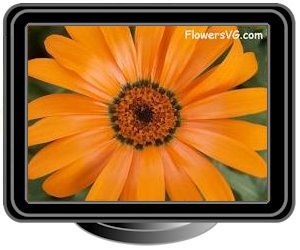 african daisy orange