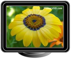 african daisy blue yellow