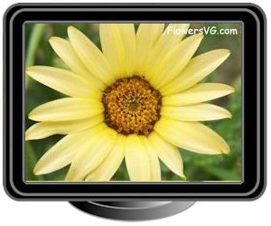 african daisy white yellow