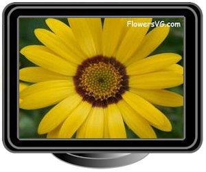 african daisy yellow