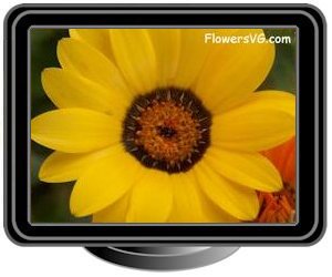 african daisy yellow