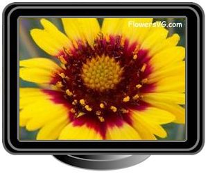 bright yellow red blanketflower