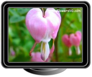 bleeding heart light pink