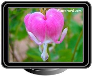 bleeding heart pink