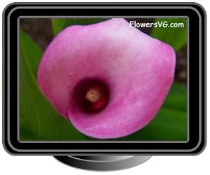 calla lily pink white