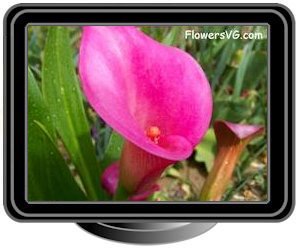 calla lily pink white