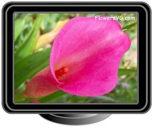 calla lily pink white