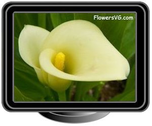 calla lily light yellow