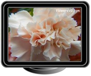 carnations light peach