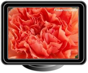 carnations light orange