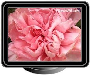 carnations peach white