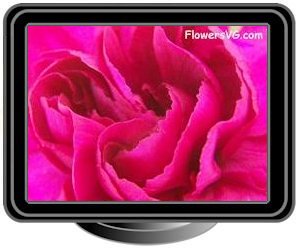 carnations dark pink