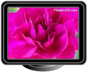 carnations dark pink