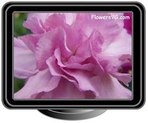 carnations pink white