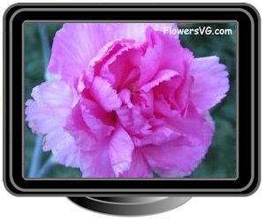 carnations pink white