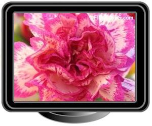 carnations white light pink