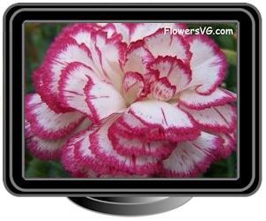 carnations white light purple