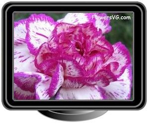 carnations white purple