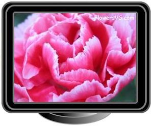 carnations white red pink