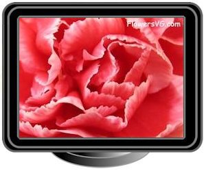 carnations white red