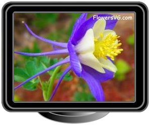 columbine light purple