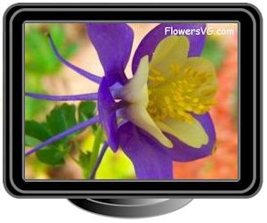 columbine light purple