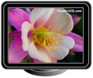 columbine white pink