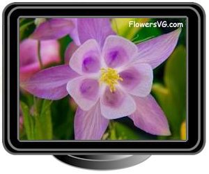 columbine white pink