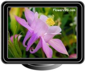 columbine white pink