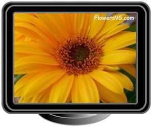 yellow gerbera daisy